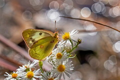 Colias philodice