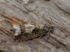 Epinotia