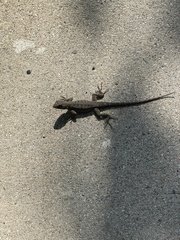 Sceloporus occidentalis
