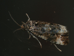 Endothenia