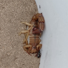 Parabuthus granulatus