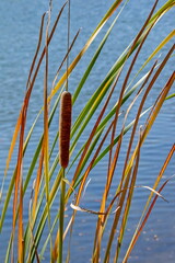 Typha angustifolia
