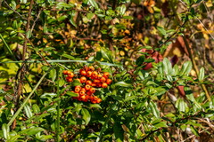 Pyracantha coccinea