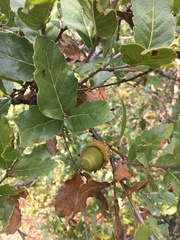 Quercus trojana