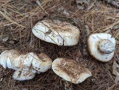 Tricholoma caligatum