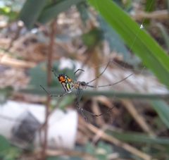 Leucauge