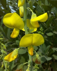 Crotalaria