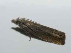 Eucosma