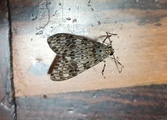 Eucereon myrina