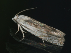 Eucosma