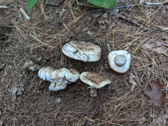 Tricholoma caligatum