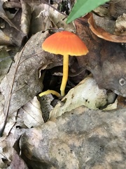 Hygrocybe cantharellus
