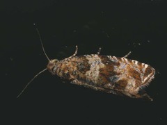 Celypha