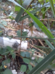 Leucauge
