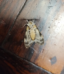 Eucereon myrina