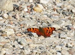 Polygonia c-album