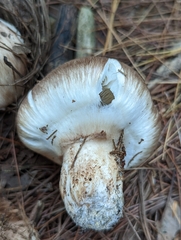 Tricholoma caligatum
