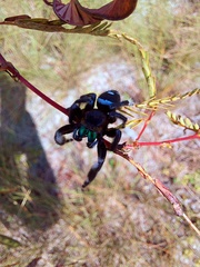 Phidippus regius