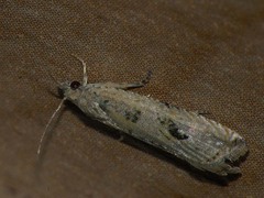 Bactra