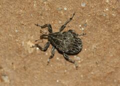 Mogulones geographicus