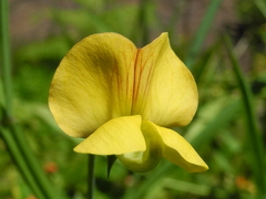 Lathyrus annuus