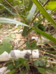 Leucauge