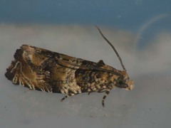 Celypha flavipalpana