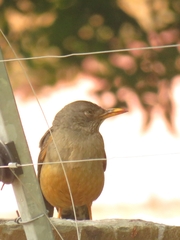 Turdus olivaceus olivaceus
