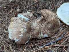 Tricholoma caligatum