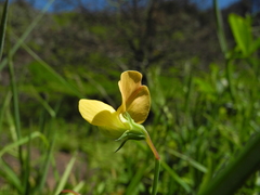 Lathyrus annuus