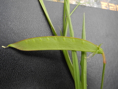 Lathyrus annuus