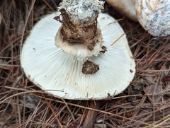 Tricholoma caligatum