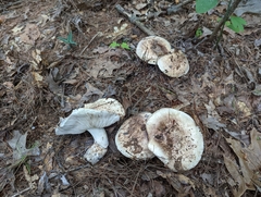 Tricholoma caligatum