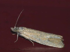 Bactra