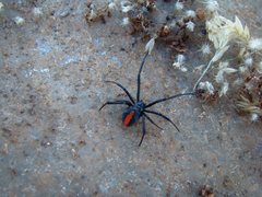 Latrodectus hasselti