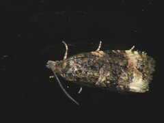 Endothenia