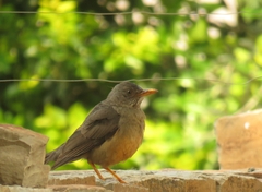 Turdus olivaceus olivaceus