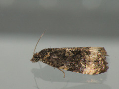 Endothenia