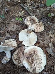 Tricholoma caligatum
