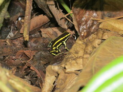 Dendrobates truncatus