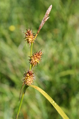 Carex lepidocarpa