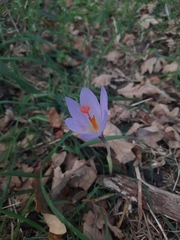 Crocus nudiflorus