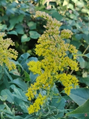 Solidago gigantea