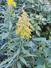 Solidago gigantea