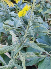 Solidago gigantea