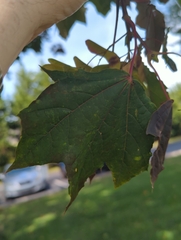 Acer rubrum