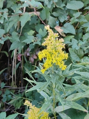 Solidago gigantea