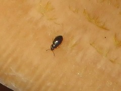 Proteinus brachypterus