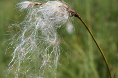 Eriophorum latifolium