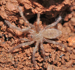 Ischnocolus valentinus